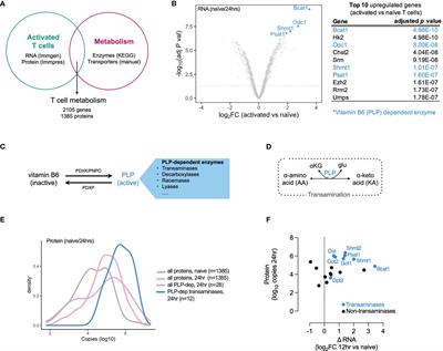 Vitamin B6 Metabolism Determines T Cell Anti-Tumor Responses